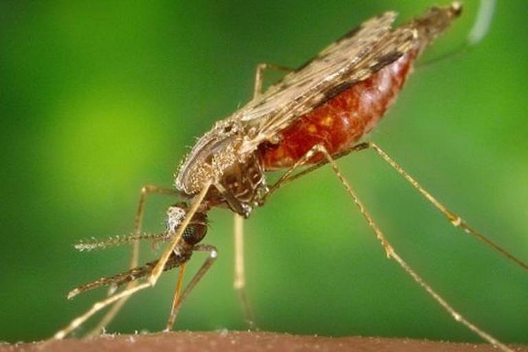 Imagem em close mostra um mosquito