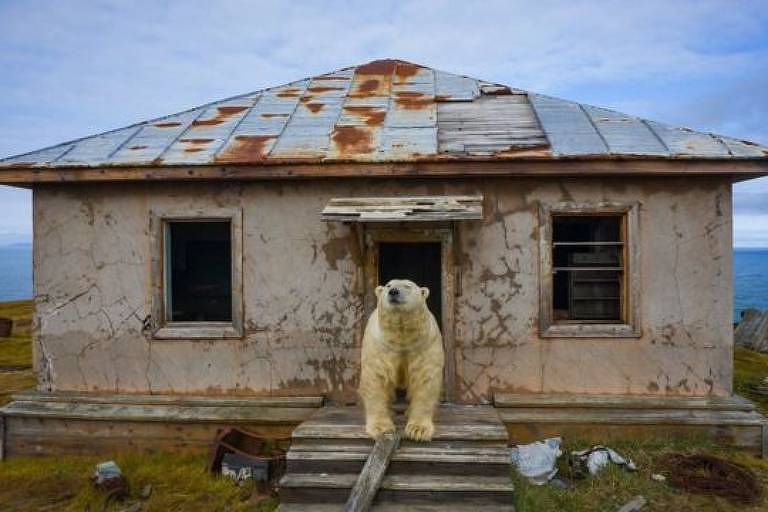 Ursos polares 'tomam' estação abandonada no Ártico