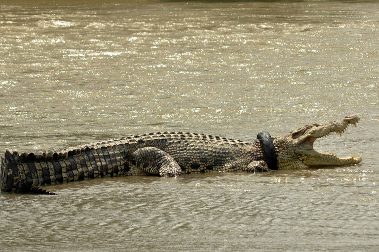 Crocodilo com o pneu como 'colar' antes de ser resgatado