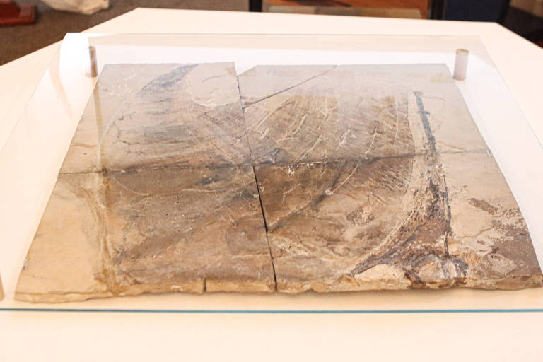 Fóssil de pterossauro brasileiro é devolvido por museu da Bélgica