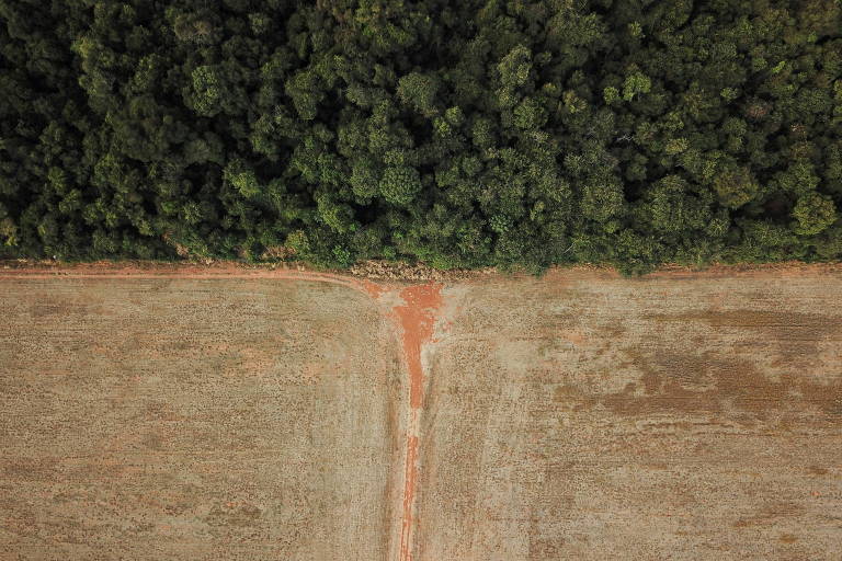 Mais de 90% do desmate em fazendas de soja é ilegal em Mato Grosso, aponta ICV