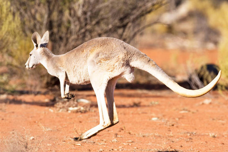 'O canguru é um dos animais biologicamente mais estranhos e maravilhosos que você pode encontrar', segundo Kear