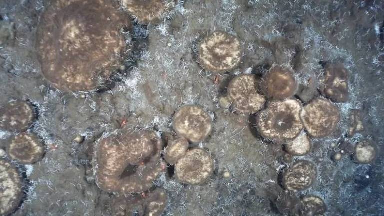 Esponjas gigantes sobrevivem dos restos de animais extintos em águas frias e profundas perto do Polo Norte