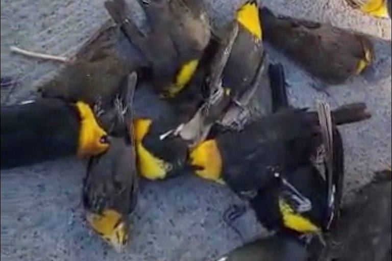Mais de cem aves migratórias foram encontradas mortas no México
