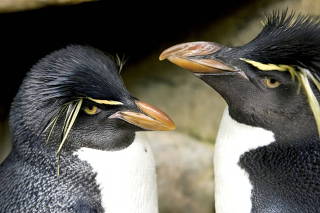 Rockhopper penguins Edward and Annie are seen in the Shedd Aquarium in Chicago