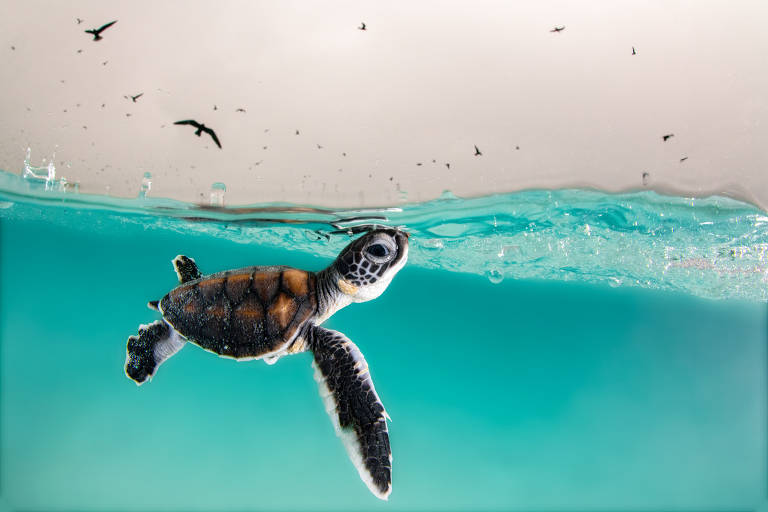 Impressionantes imagens de concurso de fotos subaquáticas