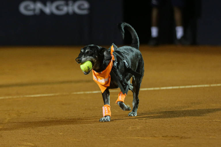 CãoDulas: Cães vão ao Rio Open de Tênis em busca de adoção