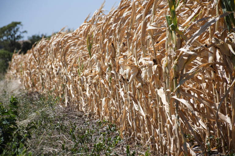 Fantasma da seca persiste e commodities agrícolas voltam a subir