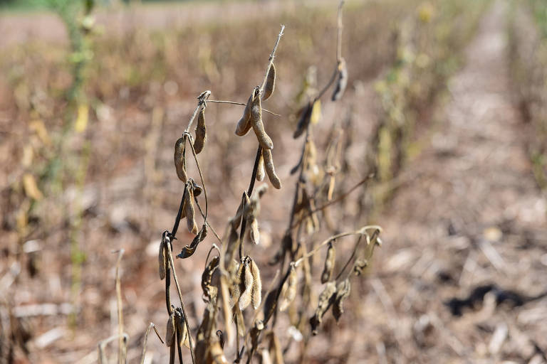 Plantação de soja afetada pela estiagem no município de Mormaço (RS) -- governo calcula redução de 43,8% na projeção inicial sobre a produção do grão no estado