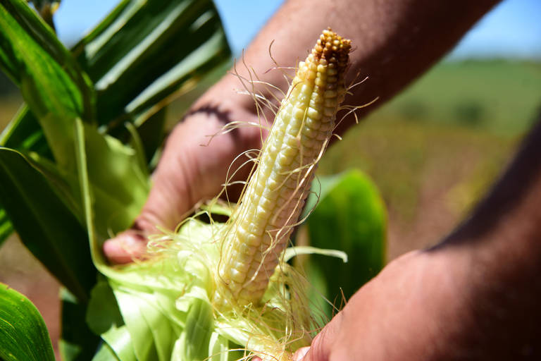 Nas lavouras de milho, a falta de chuvas afetou a formação das plantas acarretando em redução de 54,7% da produção estimada