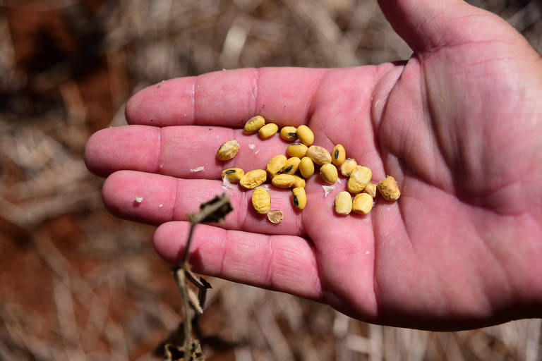 A estiagem afetou a formação dos grãos de soja, como mostra o técnico agrícola Rafael Klein -- as perdas econômicas calculadas para a cultura chegam a R$ 27,8 bilhões