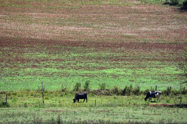 Área com pasto para alimentação de animais afetada devido a estiagem, em Espumoso (RS). Estado tem 33 mil produtores de leite atingidos.
