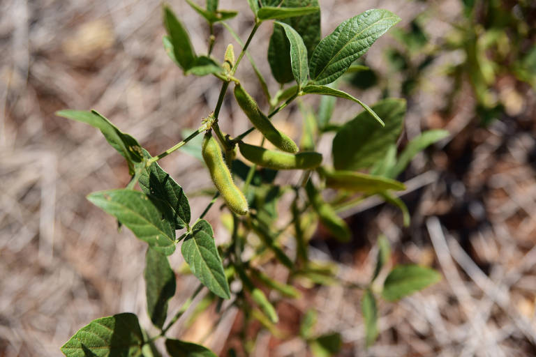 Plantação de soja afetada pela estiagem, no município de Mormaço (RS). A falta ou a má distribuição de chuva castiga os produtores rurais gaúchos