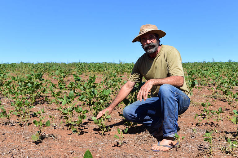 Delmar Rambo, 62, mostra a lavoura de soja afetada pela estiagem -- ele calcula 98% de perda na plantação