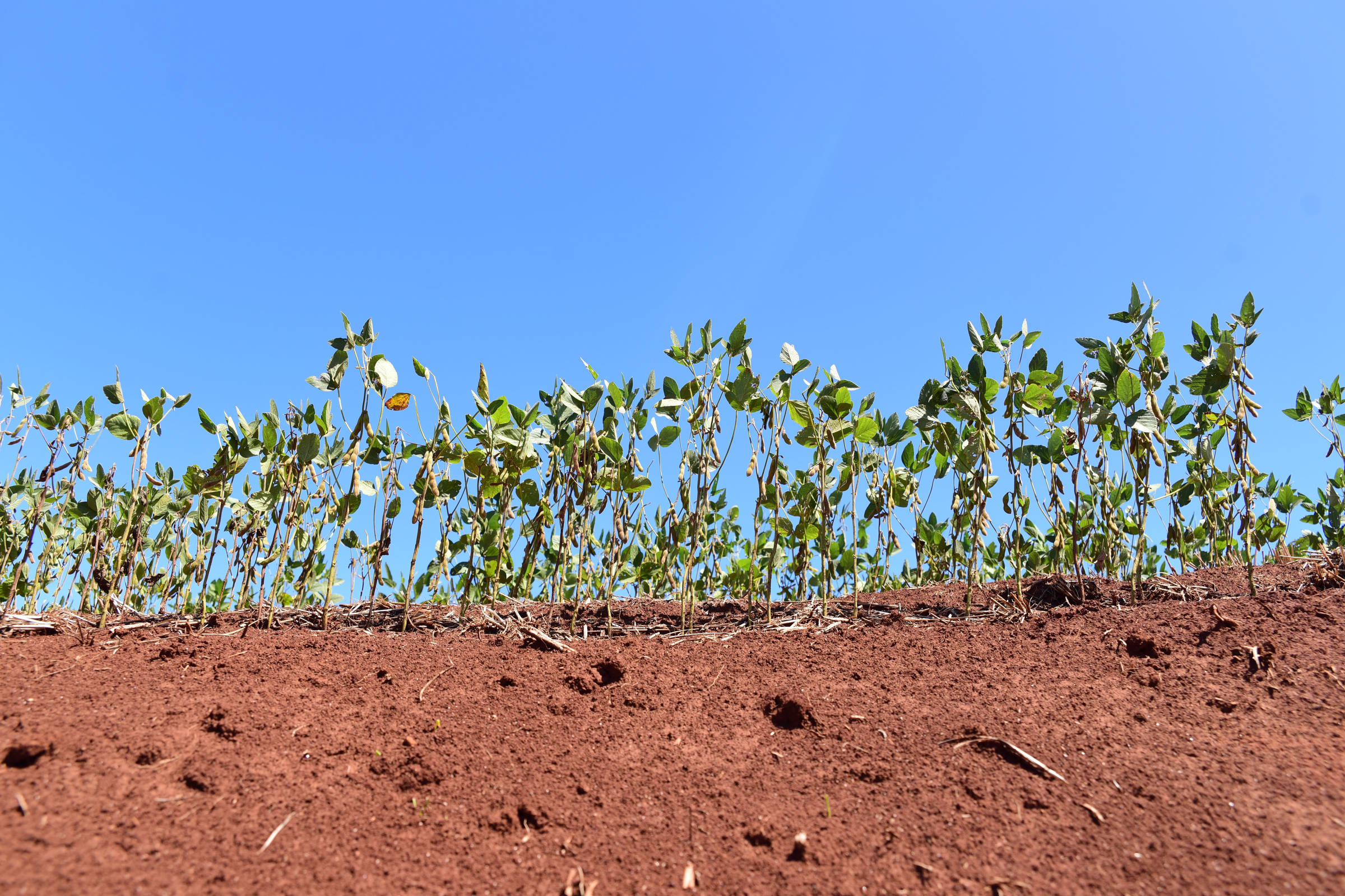 Metade das recuperações judiciais no Rio Grande do Sul no 4º tri vem de empresas de cultivo de soja