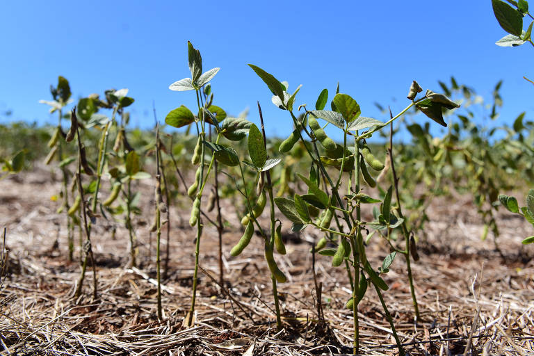 Lavouras que normalmente estão cobertas pelo soja, nesta época, agora aparecem com falhas, espaços e é possível ver de longe a chamada resteva no solo