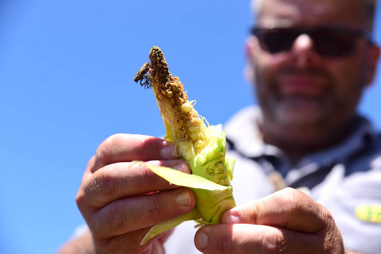 Técnico Agrícola, Rafael Klein, 38, mostra milho afetado pela estiagem durante desenvolvimento