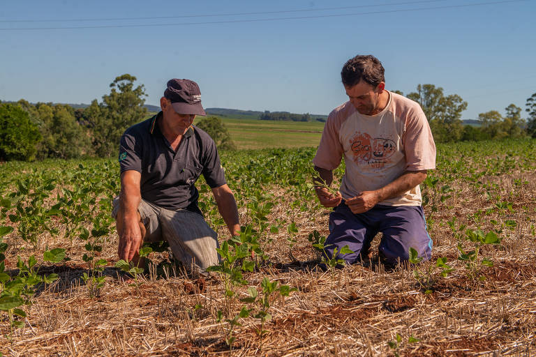 Os irmãos Clair e Derli Fath plantam 30 hectares de soja cada, em Tio Hugo (RS), em área arrendada dos pais, que também dependem da renda da lavoura 
