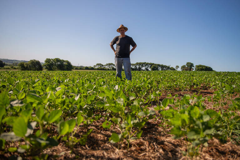 O produtor Leoder Machado conseguiu um pouco mais de chuva que vizinhos, em Tio Hugo, e apostou no replantio da soja