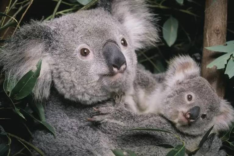 Coalas estão ameaçados de extinção, diz Austrália
