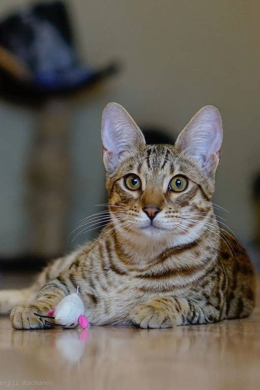 Fotos: Evento reúne 360 gatos de 23 raças diferentes em São Paulo -  25/08/2014 - UOL Notícias