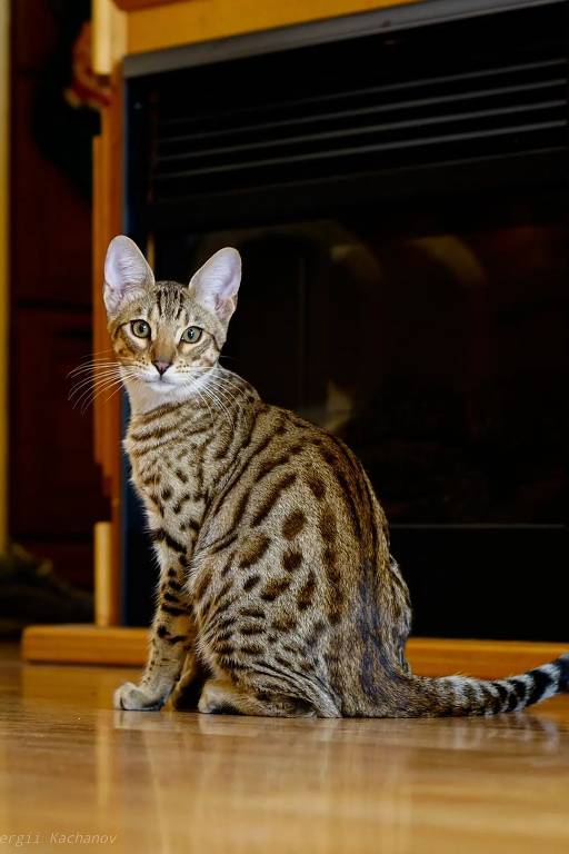 Fotos: Evento reúne 360 gatos de 23 raças diferentes em São Paulo -  25/08/2014 - UOL Notícias