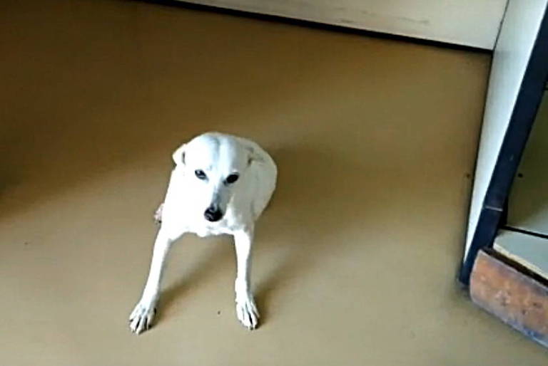 As cadelas Branquinha e Pretinha vivem há cerca de dez anos nas instalações do complexo dos Correios, em Porto Alegre