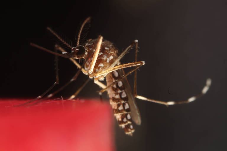 Modelo matemático prevê surto de dengue apenas com dados climáticos