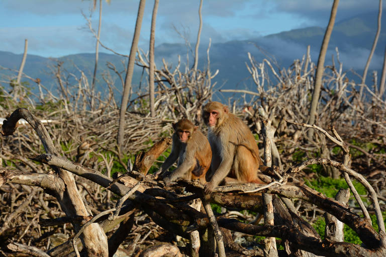 Macacos sobre vegetação destruída