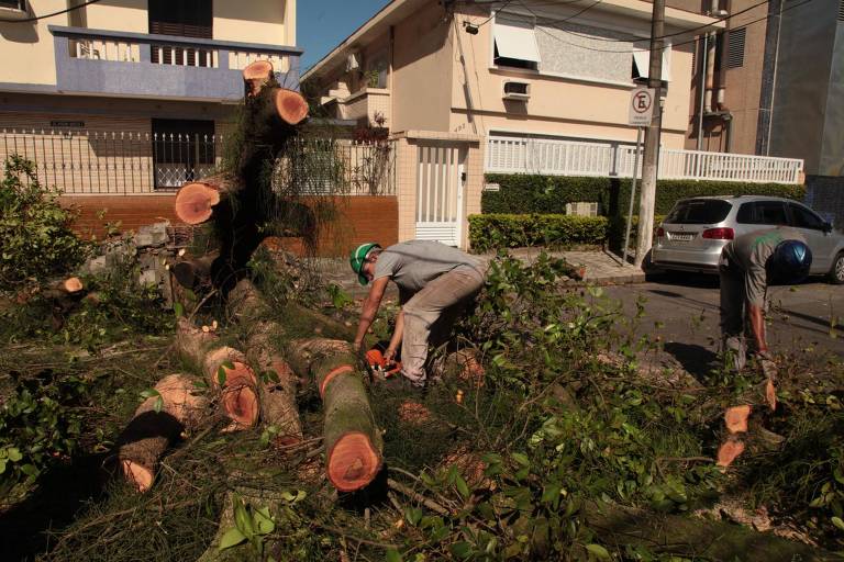 Veja o que fazer em casos de demora para remoção de árvore com risco de queda