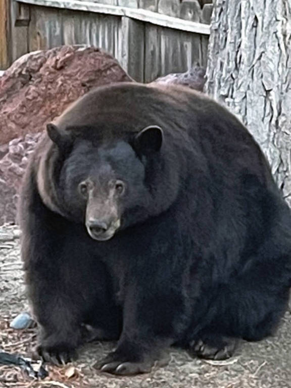 Uma foto sem data fornecida pela Bear League, um serviço de resgate da vida selvagem, mostra um urso preto de 500 libras conhecido como Hank the Tank. Os moradores de South Lake Tahoe, na Califórnia, ligaram para a polícia mais de 100 vezes desde julho sobre o urso, que está vasculhando as casas em busca de comida