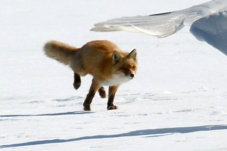 Segundo os cientistas, a raposa-vermelha é uma das espécies mais suscetíveis a ser infectada pelo coronavírus
