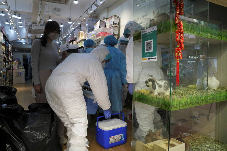 Funcionários da vigilância sanitária de Hong Kong recolhem exemplares de hamsters em um pet shop da cidade de Mong Kok, onde um hamster foi detectado com o coronavírus