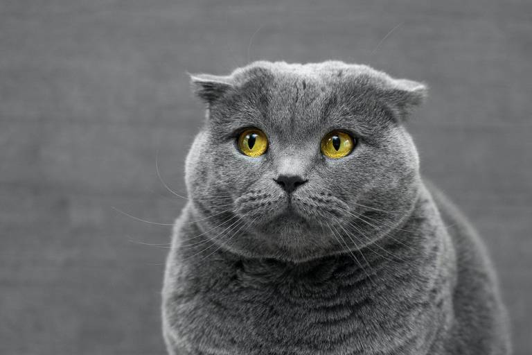 Um gato cinza com olhos amarelado sobre uma superfície branca e o fundo cinza