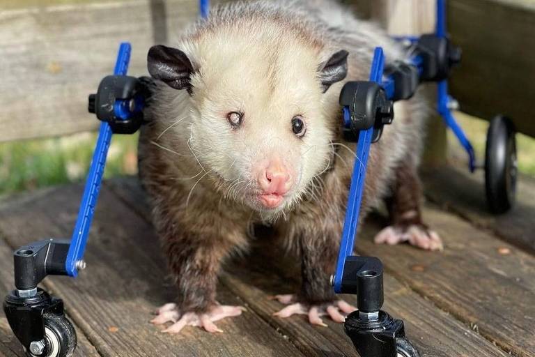 Gambá Kewpie está reaprendendo a andar com cadeira de rodas