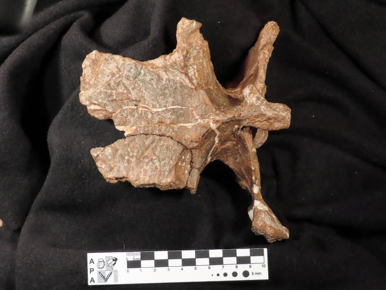 Parte do crânio do dinossauro carnívoro Guemesia ochoai, recém-descoberto na província de Salta, na Argentina