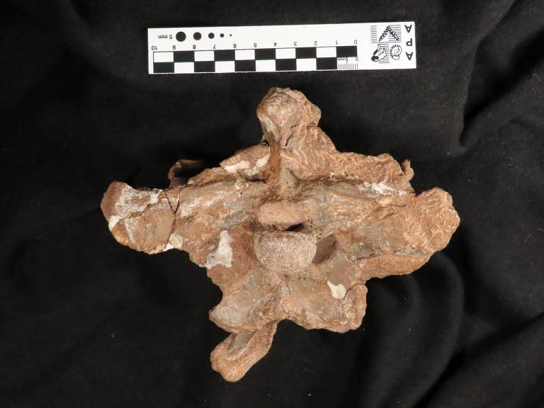 Outro ângulo de parte do crânio do dinossauro argentino Guemesia ochoai