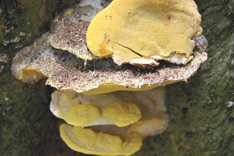 10 fatos fascinantes sobre a vida secreta dos fungos
