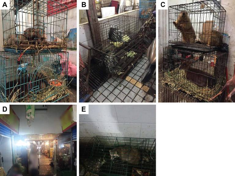 Animais à venda no mercado de Huanan em 2019 (fotos A a D) e em 2014, cinco anos antes da pandemia da Covid-19 (foto E), incluindo guaxinins, porcos-espinhos malaios e uma raposa vermelha