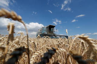 FILE PHOTO: A combine harvests wheat in a field in Kyiv region