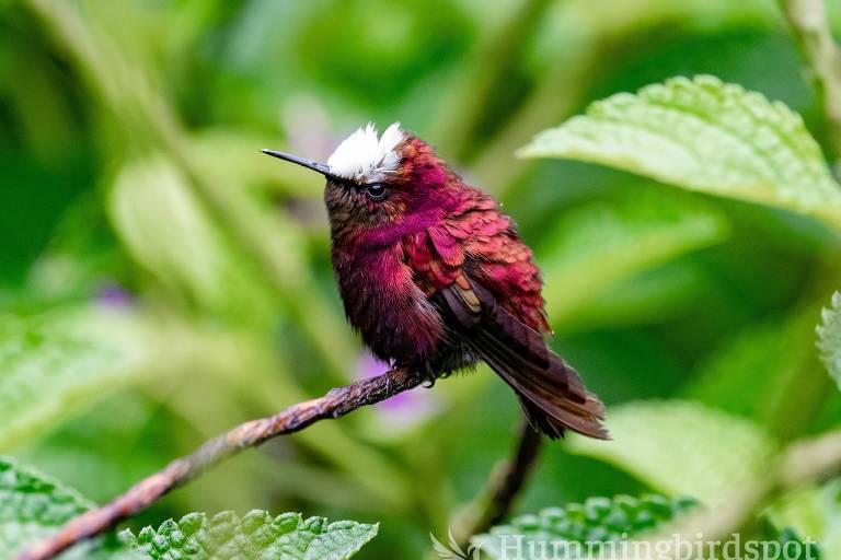 Fotógrafa viaja atrás de 365 espécies de beija-flores