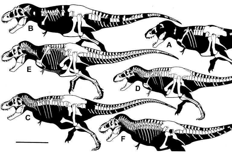 Esqueletos dos três tipos de tiranossauros: Tyrannosaurus Rex (A e B), Tyrannosaurus regina (C e D) e Tyrannosaurus imperator (E)