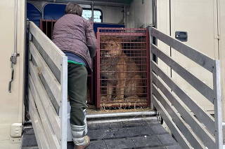 Lions and tigers driven out of Ukraine to safety in Polish zoo