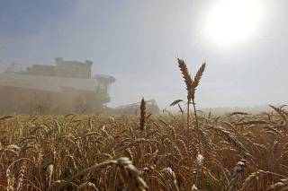 FILE PHOTO: A combine harvests wheat in a field in the settlement of Sredniy