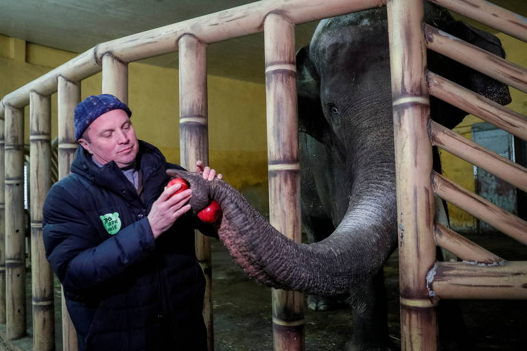 Trantin Kirill, diretor do zoológico, alimenta Khoras, um elefante macho de 17 anos no zoológico da cidade de Kiev, Ucrânia