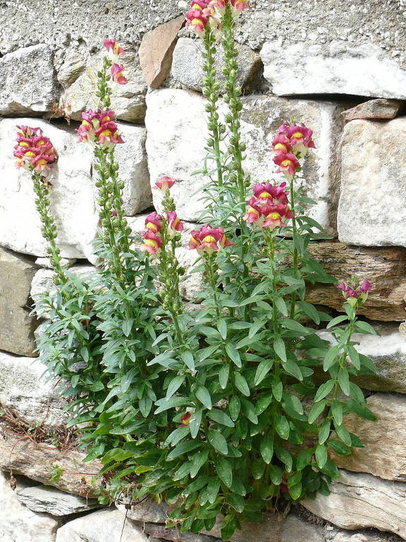 Flor conhecida como boca-de-leão (Antirrhinum majus), espécie muito usada para fins ornamentais