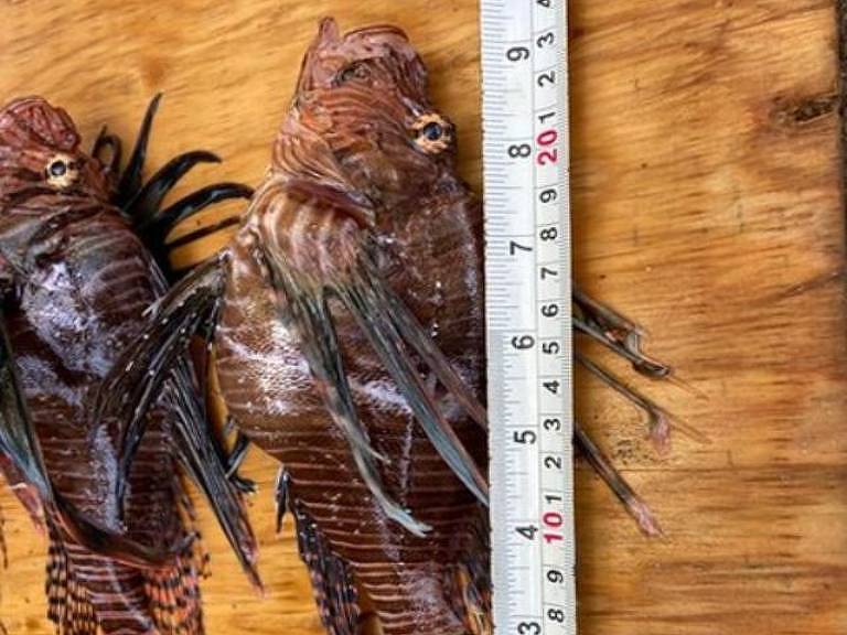 Peixes-leão encontrados em Noronha estão cada vez maiores