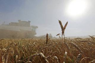 FILE PHOTO: FILE PHOTO: A combine harvests wheat in a field in the settlement of Sredniy, Russia