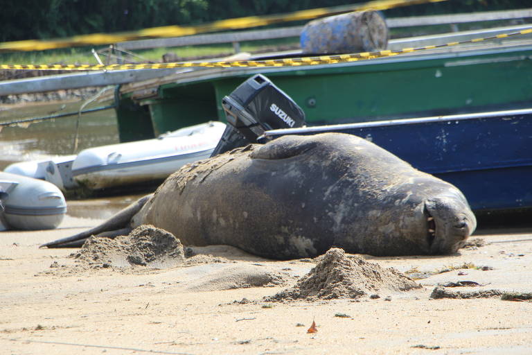 Elefante-Marinho de aproximadamente duas toneladas e quatro metros de comprimento encontrado no último dia 4 na praia Saco da Ribeira, em Ubatuba, no litoral norte paulista; último registro com atendimento dessa espécie havia sido feito em 2007
