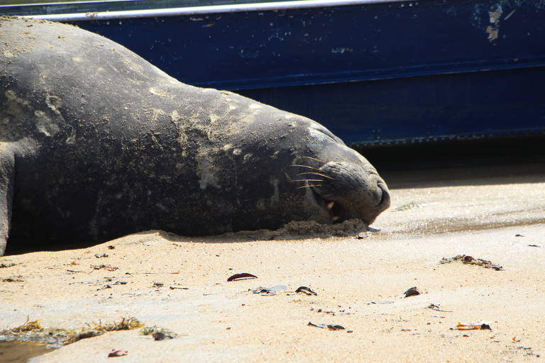 O elefante-marinho descansa na praia Saco da Ribeira, em Ubatuba (SP)